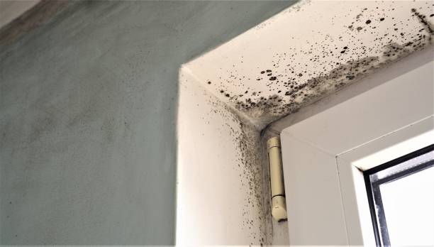Mold Removal for HVAC Installations in Marion, MT