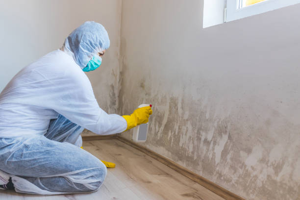 Best Attic Mold Removal  in Marion, MT