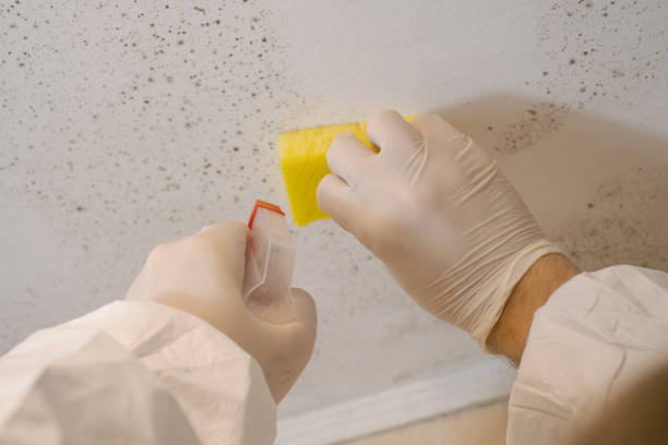 Best Mold Damage Restoration  in Marion, MT