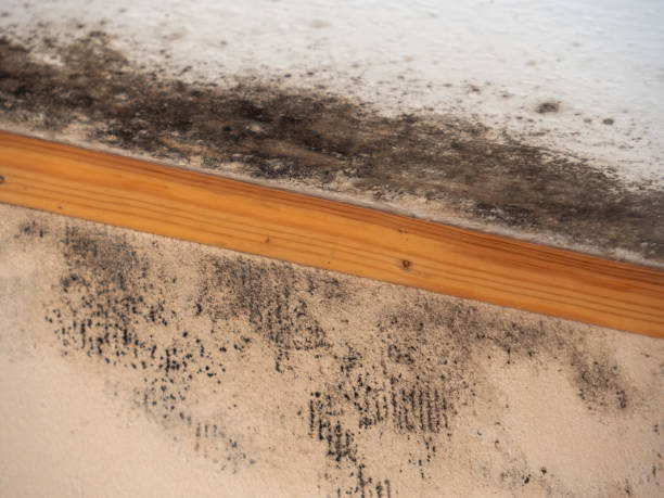 Best Emergency Mold Remediation  in Marion, MT