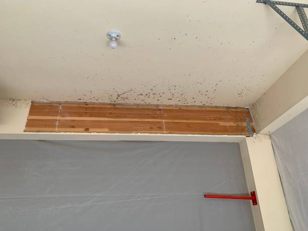 Best Emergency Mold Remediation  in Marion, MT