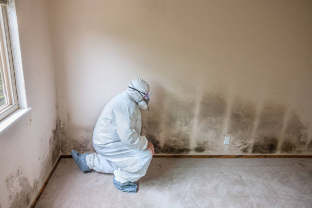 Best Industrial Mold Remediation  in Marion, MT