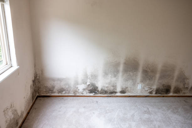 Best Forensic Mold Investigation  in Marion, MT
