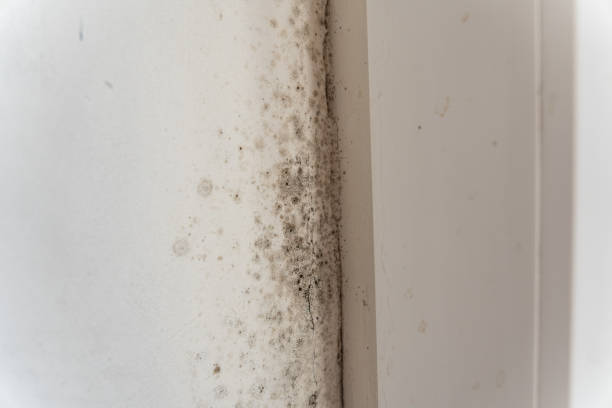 Best Environmental Consulting for Mold Prevention  in Marion, MT