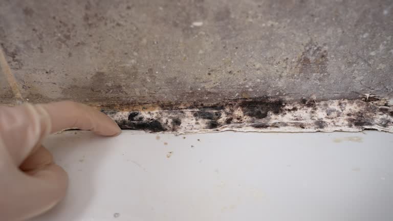 Best Biohazard Mold Removal  in Marion, MT