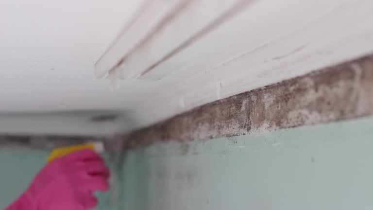 Best Water Damage & Mold Remediation  in Marion, MT